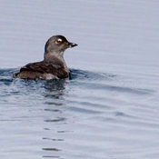 Cassin's Auklet